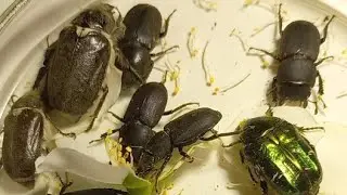 Summer Beetles, Scarabaeoidea, Melolonthidae, Lucanidae, Like Flowers. Kyiv, Ukraine. 16.06.2022.