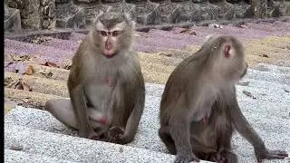 DAILY ACTIVITIES OF MONKEYS AND THEIR YOUNG.