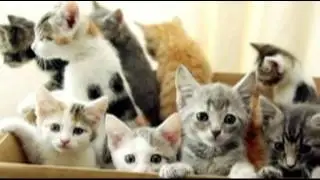 Fix Felines By Five