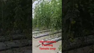 Hydroponics Tomato Farming #agriculture #strawberryfarming #farming #cropcare #gardening #tomatoes
