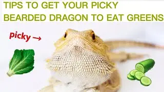 TIPS TO GET YOUR PICKY BEARDED DRAGON TO EAT GREENS! / Tons Of Methods!