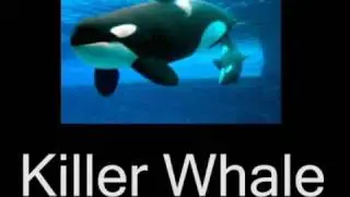 Sounds of sea animals