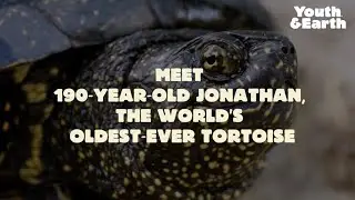 Jonathan - The 190 Years Old Tortoise