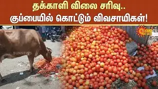 Tomato Trashed | Tomato Price Fall | Tomato Cultivation | Tomato Farmers Disappointed | Sun News