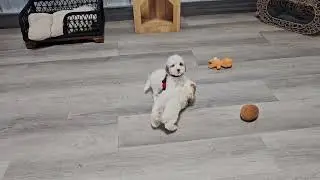 Yukon & Yancy sweet Cavapoo Siblings love ❤️ playing. Available for adoption reserve today .