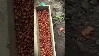 simple smart tool made by farmers to collect insect pests #shorts