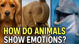 How Do Animals Show Emotions?