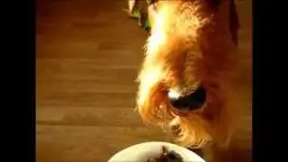 Airedale terrier Rusja - again tricks