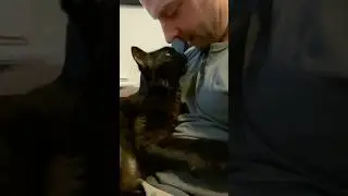 Черный кот любит своего опекуна 🖤