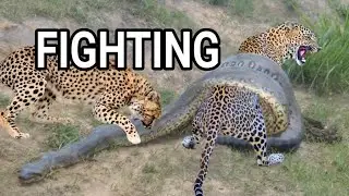 Snake vs Leopard