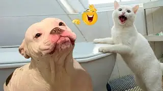 Nuevos clips de perros y gatos m&aacute;s divertidos de 2025 😽🐶Intenta no re&iacute;rte 😍 Parte 28