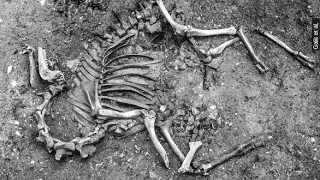How A Hybrid 17th Century Camel Skeleton Ended Up In Austria