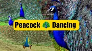 4K UHD VIDEO Peacock 🦚 Dancing|| Peacocks Showing eyes. #peacockdancing, #peacockeyes, #snippetshots