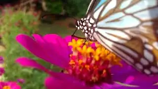 What do butterflies eat? Butterfly sucks honey from flower.# butterfly on flower