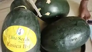 How to pick a sweet watermelon/ identify juicy delicious 🍉# the best watermelon seeds field
