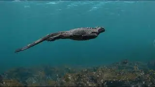 Experience the magic of diving in the Galapagos