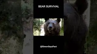 Bear Encounter Tips: Know Your Bears