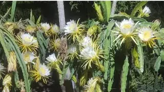 Dragon Fruit Tipping Process At the Kakamega Farm