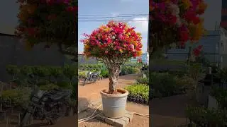 Bougainvillea in big size pot