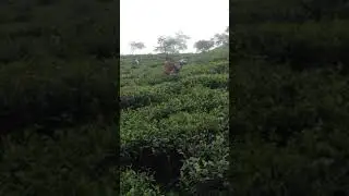Zen's Organic Tea Garden | Picking Teas
