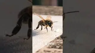 ❤️#bee #beelover #savethebees #animalsave