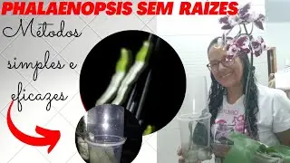 🔴 PHALAENOPSIS SEM RAIZ 🆘 ➡️Métodos fáceis e de eficientes enraizamentos ⬅️