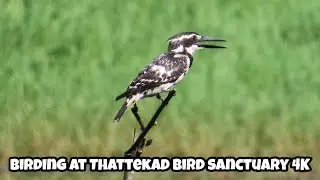 Birding at Thattekad Bird Sanctuary | Nocturnal birds  4K