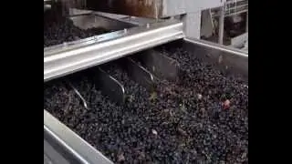 X-TRI 100 Optical sorting for wine grape - Defranceschi by Protec
