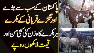 Pakistan Ke Sab Se Bare Or Tagre Qurbani Ke Bakre - Har Bakre Ka Weight Kai Mann Or Price Laakhon Me