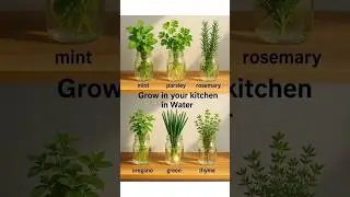 Best Indoor Plants for Kitchen 🏡 Gardening Hacks