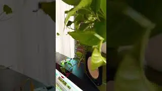 Blair Taylor tests the new Biotron MIDI controller for plants #playtronica #soundart