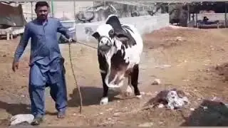 King Of Karachi 2018 | Karachi Cow Mandi | Karachi Malir Mandi 2018