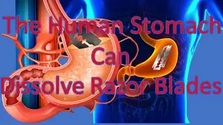 The human Stomach Can Dissolve Razor Blades | To Tell TV