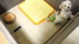 Amber Toy Poodle - Amber & Mochi