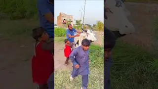 anaya and his daddy new cow 🐄 video