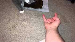 Feral foster cats eating from my hand