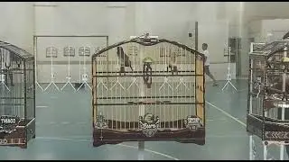 COLEIRO EURO 133 &sup1;⁰ / 203 &sup1;⁵ PROP- MARCELO ALMEIDA