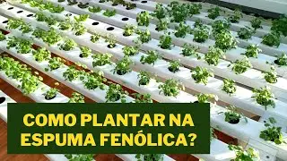 Coentro Hidropônico | Como plantar na espuma fenólica | Tiago Geranada