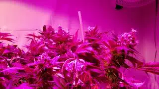 Indoor LED Medical Cannabis Grow: Day 72 Update