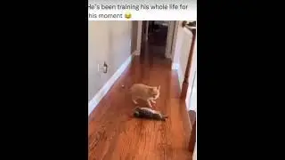 dog slam cat 🤣 #rockstar #wwe #funnyshorts #funnydogs #2023