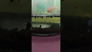 Малёк рыбки Килли #малёк