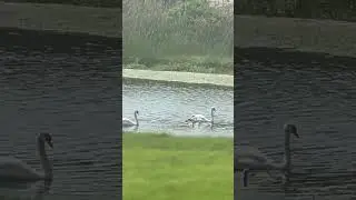 A Family of Swans at Pierce Beach in Somerset, MA