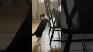 Cats being cats - playing/fighting - Russian Blue and tuxedo cat - rough housing pets , furry AF