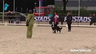 Selection - Monika Kvernberg - Maalli/Border Collie - Norway