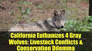 California Euthanizes 4 Gray Wolves: Livestock Conflicts & Conservation Dilemma