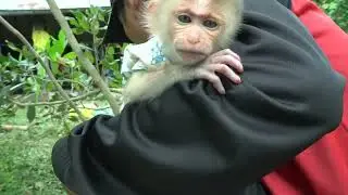 adorable cutest baby Leo Monkey get outside with his father