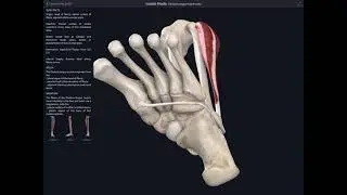 Lockdown Anatomy with Prof Alice Roberts #13 leg muscles