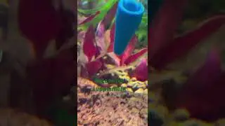 Seachem Potassium Supplement just a touch for our plants