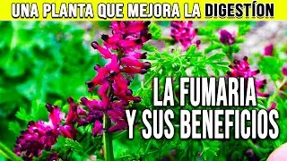 LA FUMARIA O PALOMILLA, &iquest;PARA QUE SIRVE? - PLANTAS SILVESTRES MEDICINALES