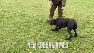 Vadmegállás élő vadra